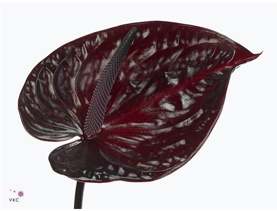 Anthurium A Nero c148