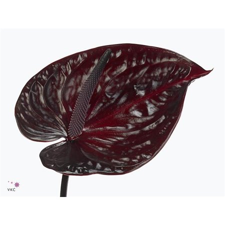 Anthurium A Nero c148