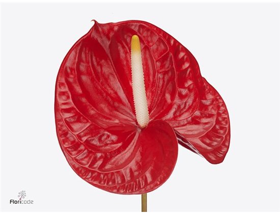 Anthurium A Rambla c151