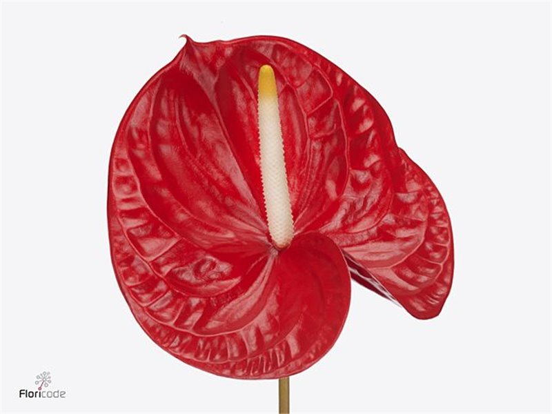 Anthurium A Rambla c151