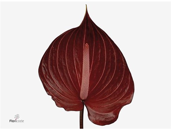 Anthurium A Rambla c152