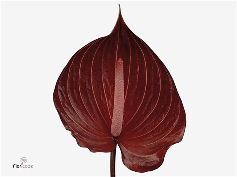 Anthurium A Rambla c152