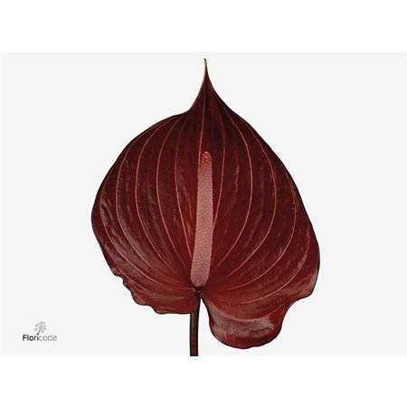 Anthurium A Safari c153