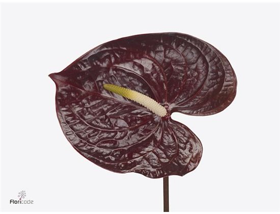Anthurium A Showtime c155