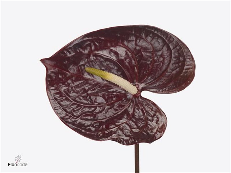 Anthurium A Showtime c155