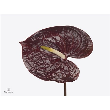 Anthurium A Showtime c155