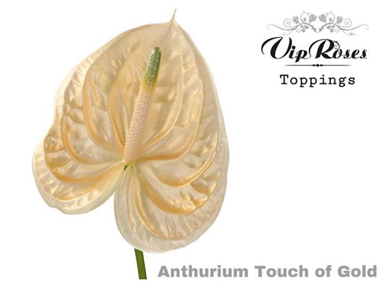 Anthurium A Touch Of Gold c156