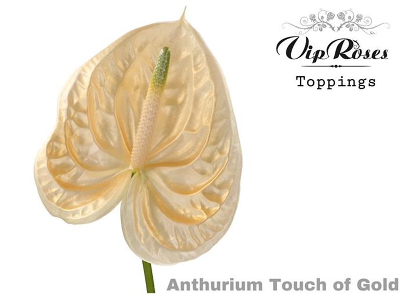 Anthurium A Touch Of Gold c156