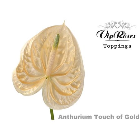 Anthurium A Touch Of Gold c156