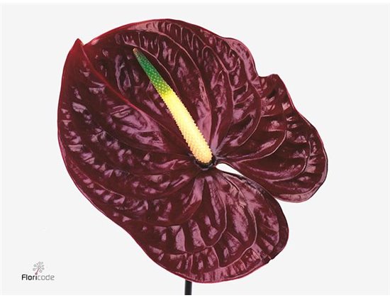Anthurium A Tropic Night c157