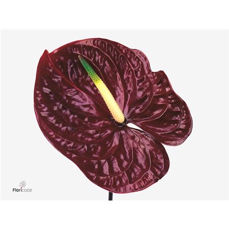 Anthurium A Tropic Night c157