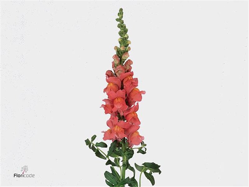 Antirrhinum Cool Rose c158