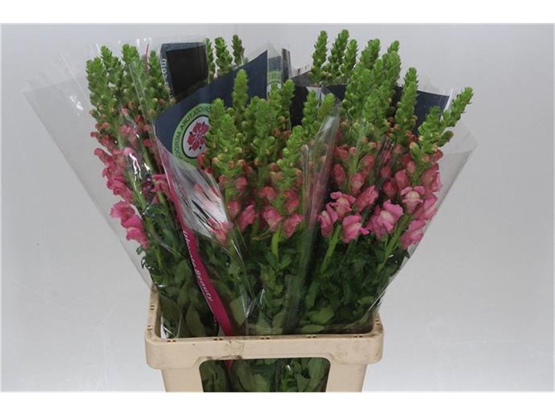Antirrhinum Cool Rose c159