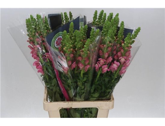 Antirrhinum Poto. Cherry 70cm c161