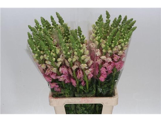 Antirrhinum Poto. Cherry 70cm c162