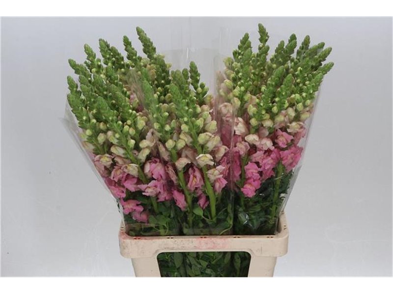 Antirrhinum Poto. Early Pink 70cm c163