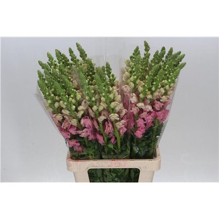 Antirrhinum Poto. Early Pink 70cm c163