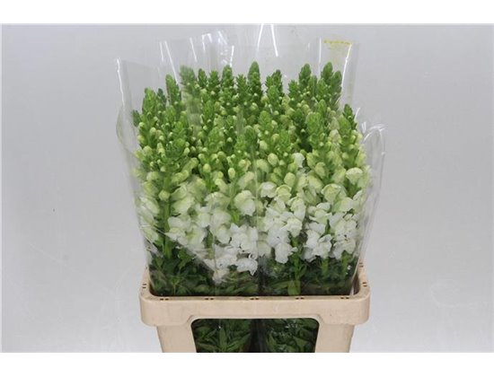 Antirrhinum Poto. White 70cm c165