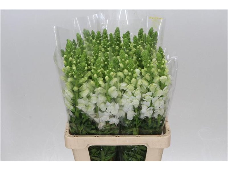 Antirrhinum Poto. White 70cm c165