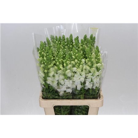 Antirrhinum Poto. White 70cm c165
