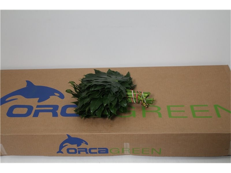 Antirrhinum Poto. White 70cm c166