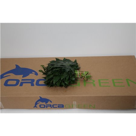 Antirrhinum Poto. White 70cm c166