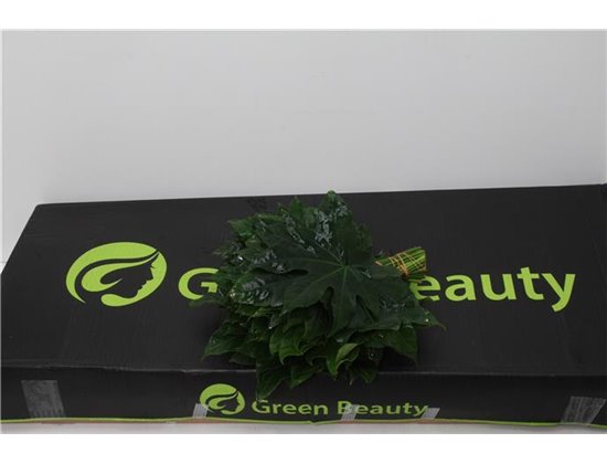 Aralija 30cm (p. bunch) c168