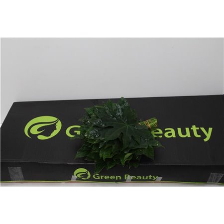 Aralija 30cm (p. bunch) c168