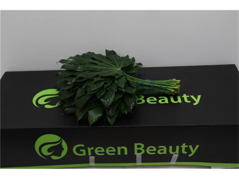 Aralija 40cm (p. bunch) c169