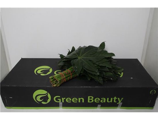 Aralija 40cm (p. bunch) c170