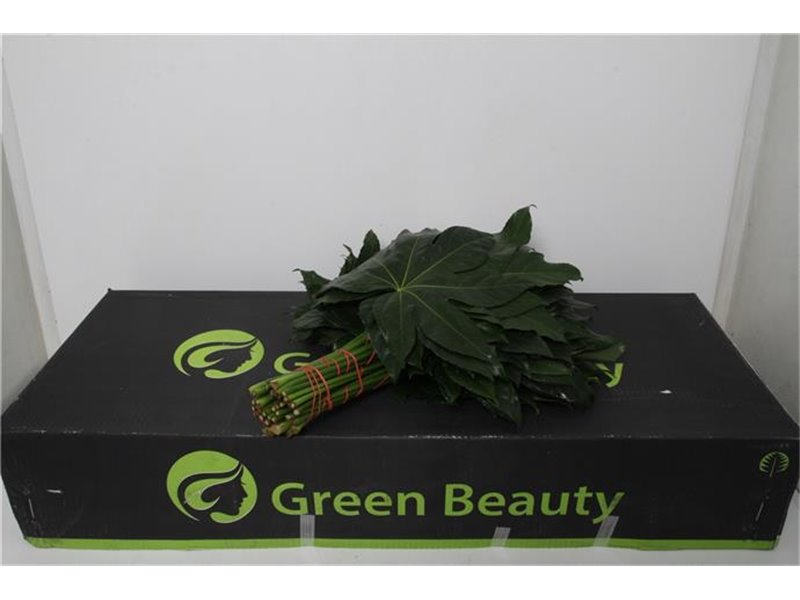 Aralija 40cm (p. bunch) c170