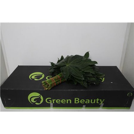 Aralija 40cm (p. bunch) c170