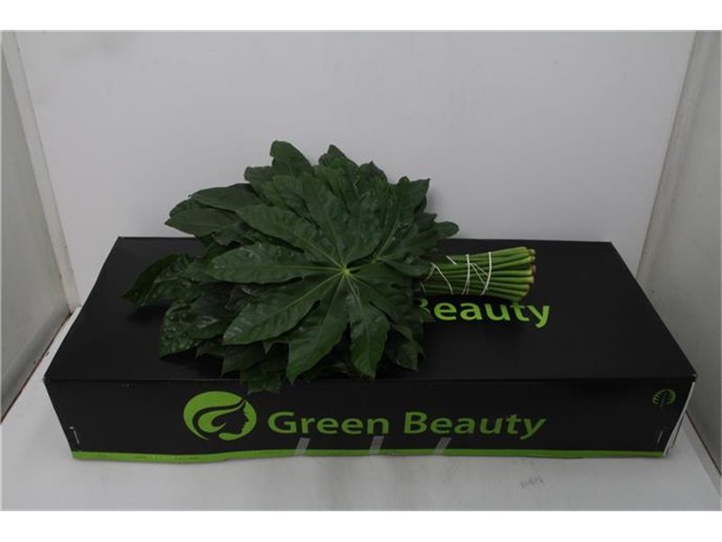 Aralija 60cm (p. bunch) c171