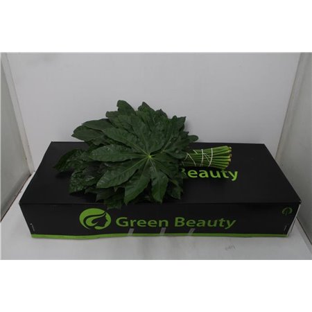 Aralija 60cm (p. bunch) c171