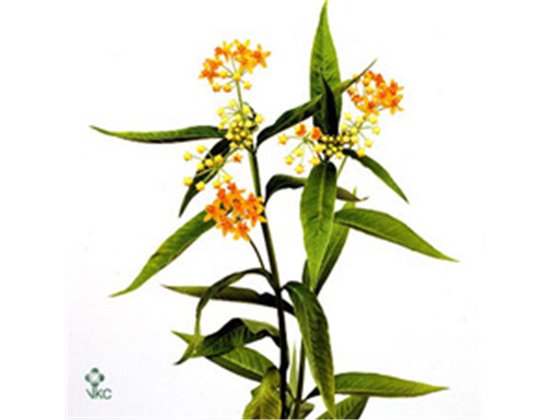 Aralija 60cm (p. bunch) c172