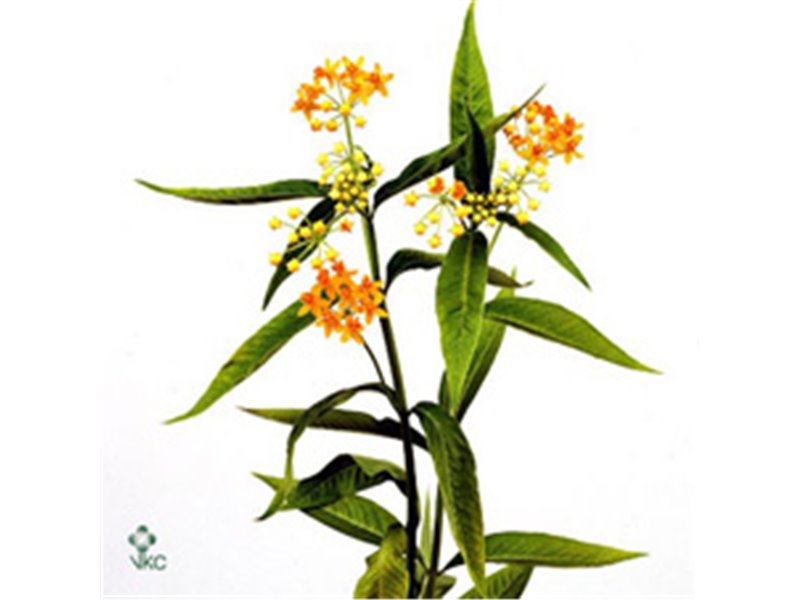 Aralija 60cm (p. bunch) c172