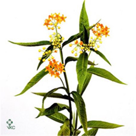 Aralija 60cm (p. bunch) c172