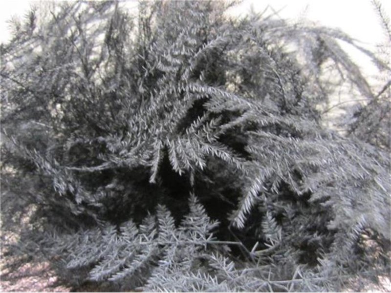 Asparagus 1e feather Black c180