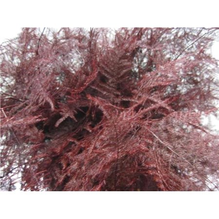 Asparagus 1e feather Bordeaux c182