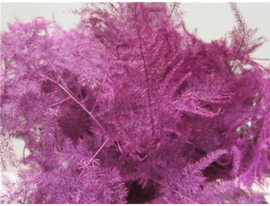 Asparagus 1e feather Cerise c184