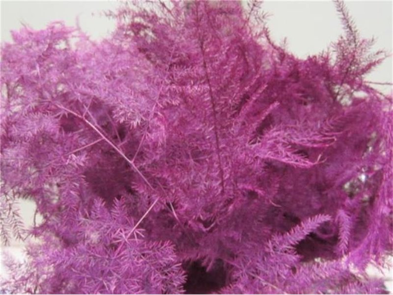 Asparagus 1e feather Cerise c184