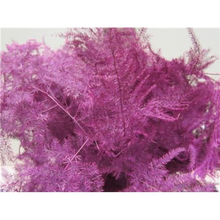 Asparagus 1e feather Cerise c184