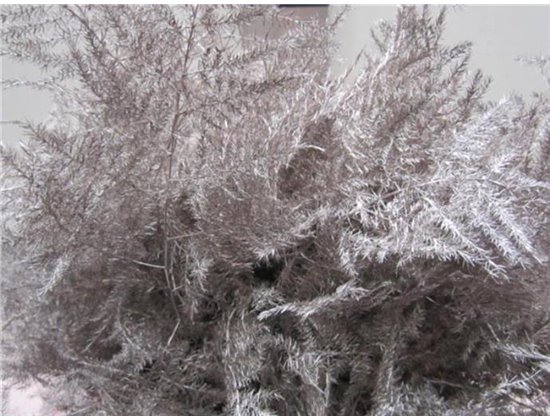 Asparagus 1e feather Champagne c186