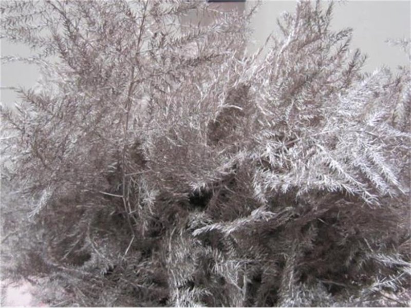 Asparagus 1e feather Champagne c186