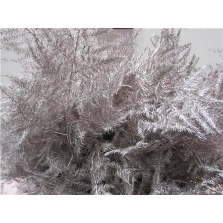 Asparagus 1e feather Champagne c186