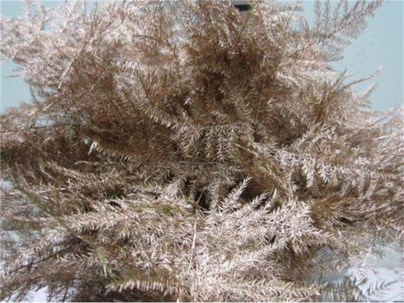 Asparagus 1e feather Copper c187