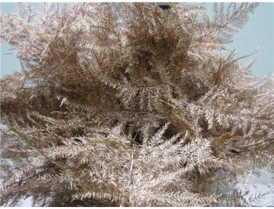 Asparagus 1e feather Copper c188