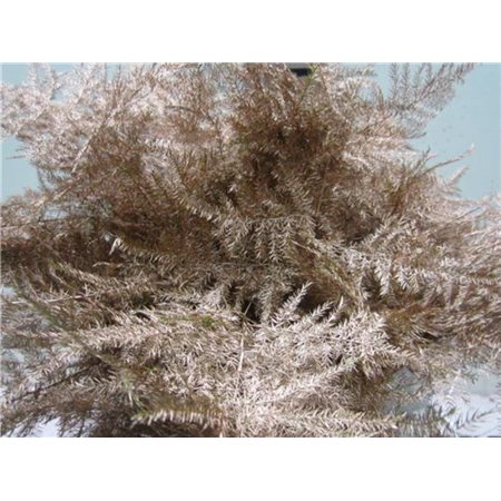 Asparagus 1e feather Copper c188