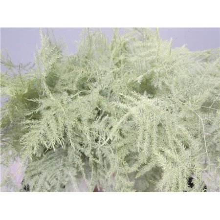 Asparagus 1e feather Creme c189