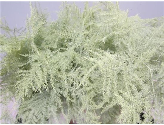 Asparagus 1e feather Creme c190